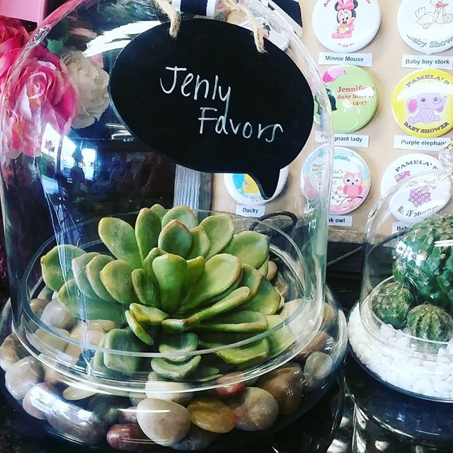 cloche terrarium plants Terrarium Cloche