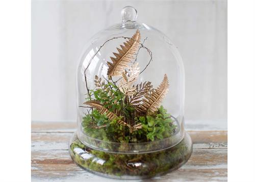 cloche terrarium plants Terrarium Cloche