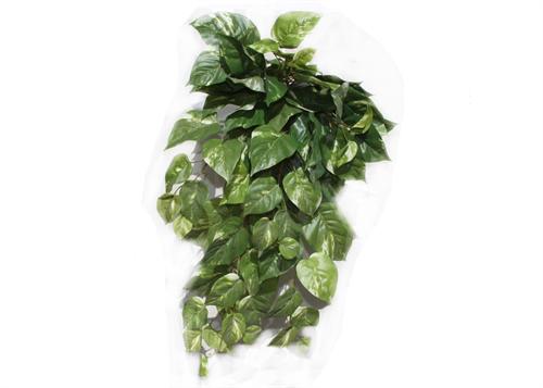 Deluxe Green Pothos Ivy Bush (1 Piece)