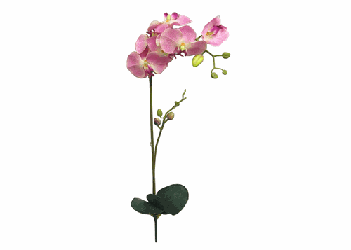 Orchid Phalaenopsis Spray with leaves - Pink - 1piece
